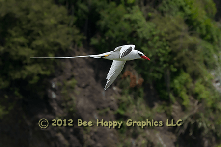 Red-billed Tropicbird