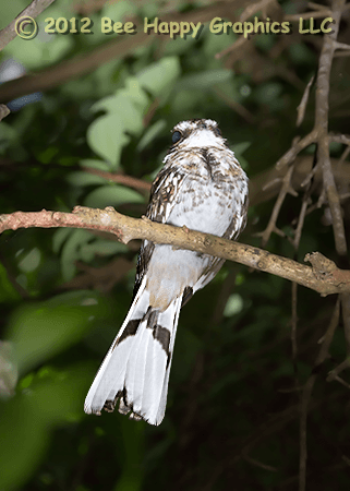 White-tailed Nightjar