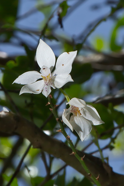 Virgin Mary Orchid