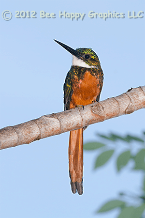 Rufous-tailed Jacamar