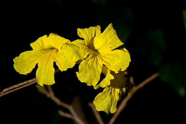 Yellow Flower