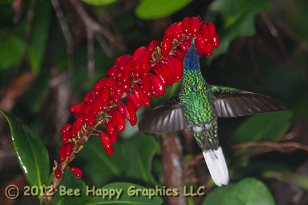 White-tailed Sabrewing