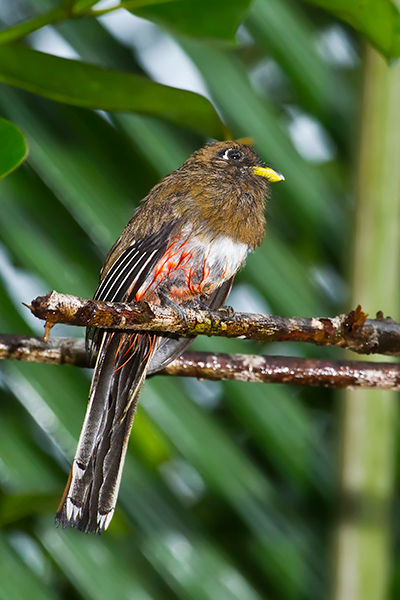 Collared Trogon Female