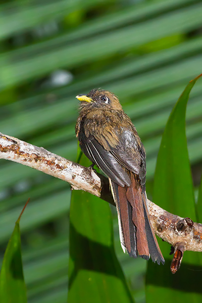 Collared Trogon Female