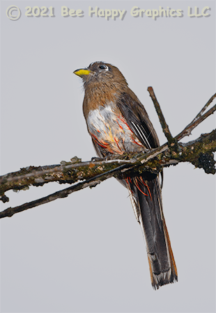 Collared Trogon Female