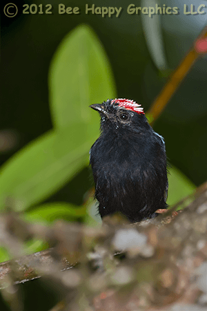 Blue-backed Manakin