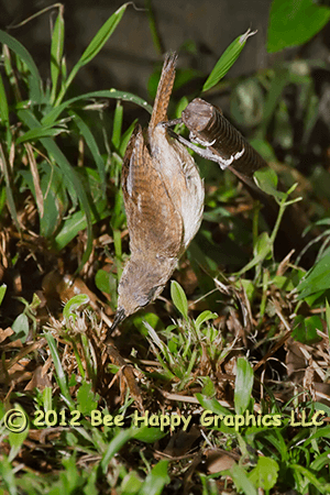 House Wren