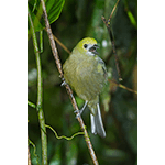 Palm Tanager