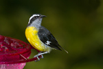 Bananaquit