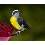 Bananaquit