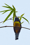 Guianan Trogon