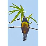 Guianan Trogon