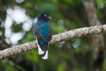 Green-backed Trogon