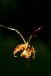 Butterfly Orchid