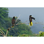 Crested Oropendola