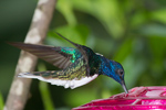 White-necked Jacobin Hummingbird