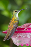 White-chested Emerald