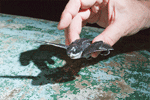 Baby Leatherback Turtle (1)