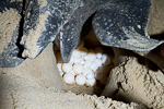 Leatherback Turle Eggs