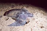 Female Leatherback Turtle