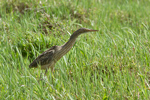 Pinnated Bittern