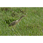 Pinnated Bittern