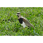 Southern Lapwing