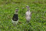 Two Southern Lapwings