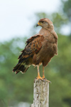 Savanna Hawk