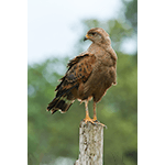 Savanna Hawk