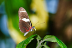 Small Blue Grecian Butterfly