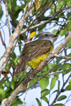 Tropical Kingbird