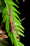 Stick Insects Mating