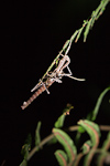 Stick Insect Molting