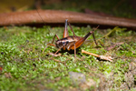 Bush Cricket