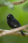 Blue-black Grassquit