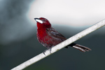 Male Silver-beaked Tanager