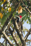 Crimson-crested Woodpecker