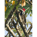 Crimson-crested Woodpecker