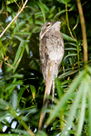 Common Potoo (1)