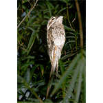 Common Potoo