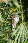 Common Potoo (2)