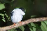 White-bearded Manakin Male (2)