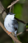 White-bearded Manakin Male (3)