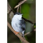 White-bearded Manakin Male