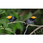 Golden-headed Manakin Male