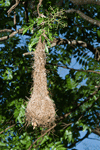 Crested Oropendola Nest