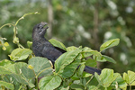 Smooth-billed Ani