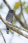 White-winged Becard