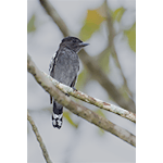 White-winged Becard